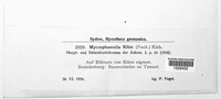 Mycosphaerella ribis image